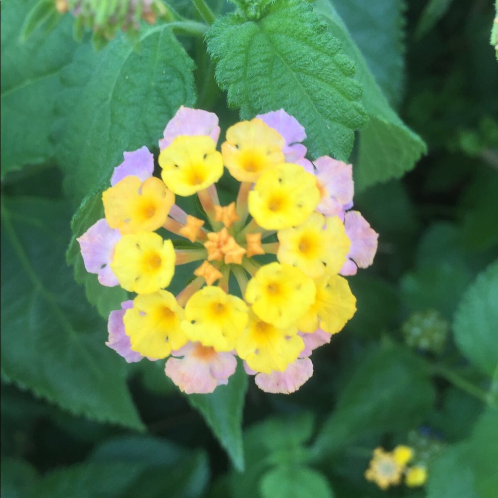 Meet your Posher, Paulina